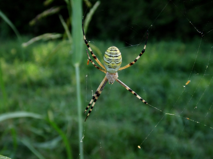 Argiope bruennichi